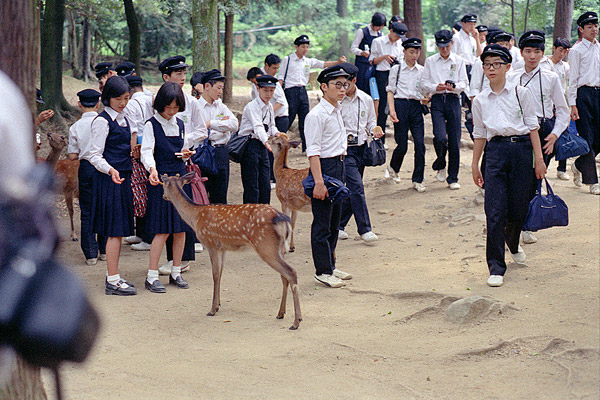 Nara park