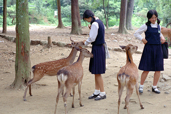 Nara park