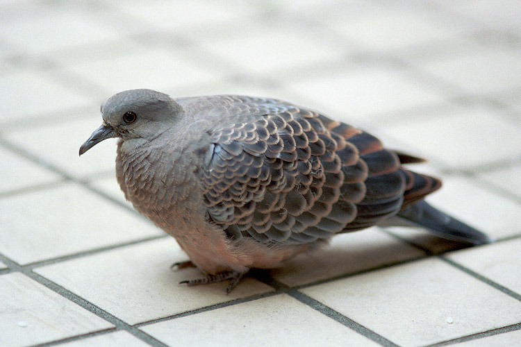 Pigeon