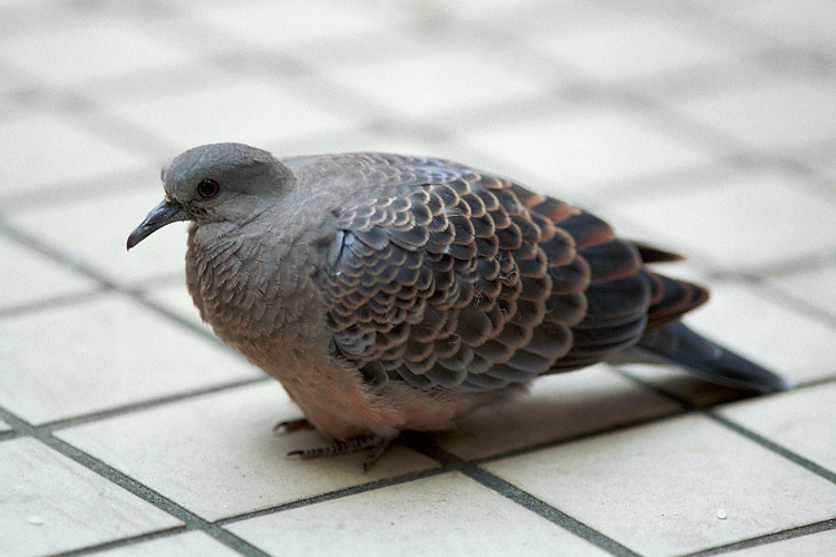 Pigeon