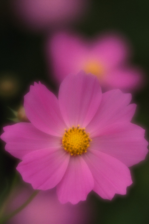 Cosmos Flower