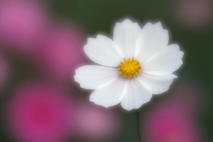 Cosmos flower