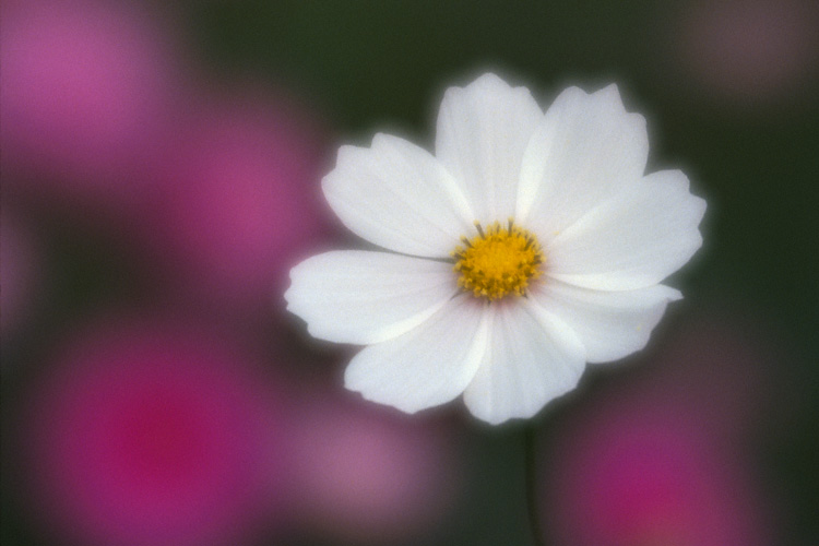 Cosmos Flower
