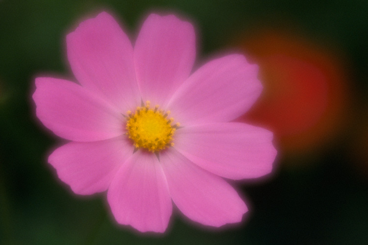 Cosmos flower