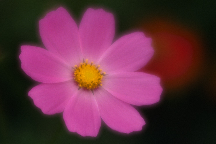 Cosmos Flower
