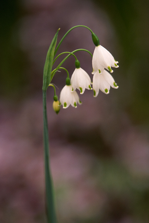 a lily of the valler