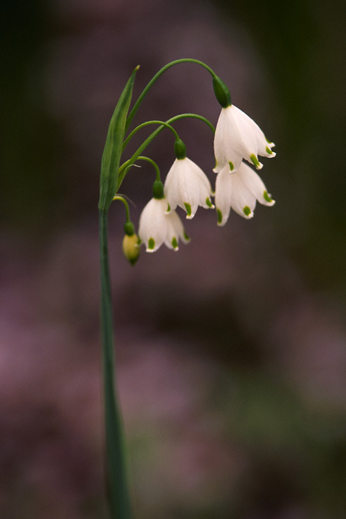 a lily of the valler