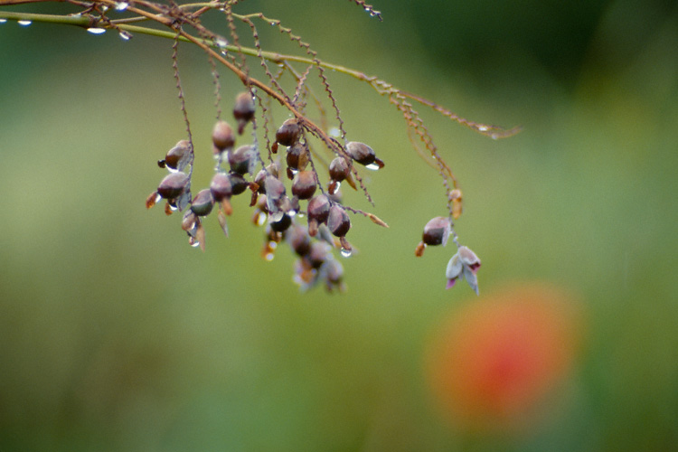 Seeds