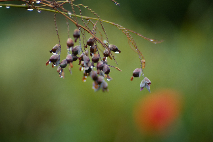 Seeds