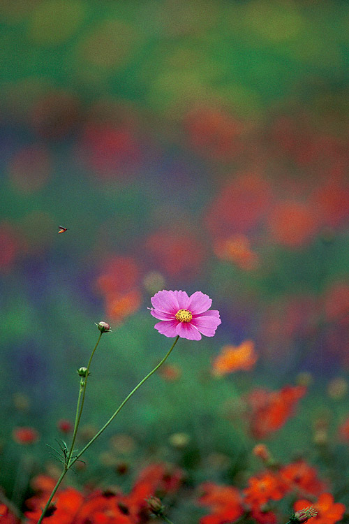Cosmos Flower