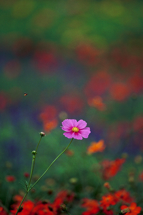 Cosmos Flower