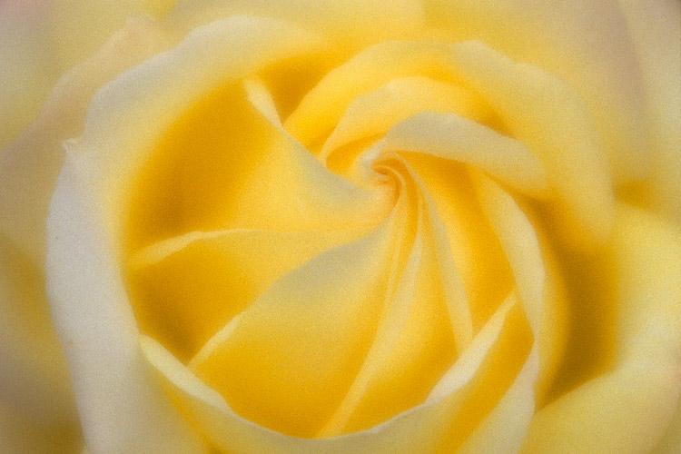 Rose flower